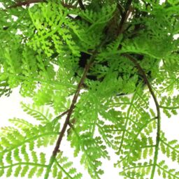 Leaf Artificial 30cm Potted Lady Fern in Green - thumbnail 5