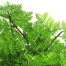 Leaf Artificial 30cm Potted Lady Fern in Green - thumbnail 2