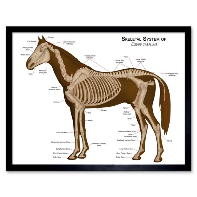 "Artery8 Wall Art Print Skeletal System of Equine Veterinary Anatomy Chart Horse Animal Bones Art Framed in Brown - Size: W12"" x H16""" - image 1