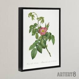 "Artery8 Rosa Villosa Flower Bloom Redoute Vintage Black Framed Canvas Wall Art in White - Size: W12"" x H16""" - thumbnail 2