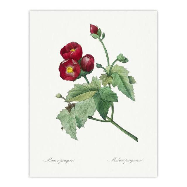 "Artery8 Callirhoe Poppy Mallow Flower Redoute Vintage Wall Art Print Poster in White - Size: W12"" x H16""" - image 1