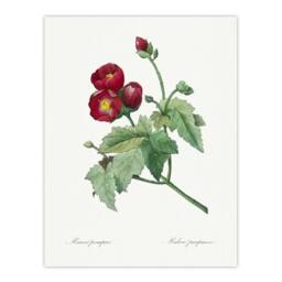 "Artery8 Callirhoe Poppy Mallow Flower Redoute Vintage Wall Art Print Poster in White - Size: W12"" x H16""" - thumbnail 1