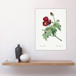"Artery8 Callirhoe Poppy Mallow Flower Redoute Vintage Wall Art Print Poster in White - Size: W12"" x H16""" - thumbnail 4
