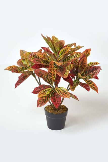 Homescapes Rushfoil' Artificial Croton Plant with Pot, 65 cm in Red - image 1