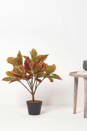 Homescapes Rushfoil' Artificial Croton Plant with Pot, 65 cm in Red - thumbnail 6