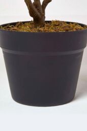 Homescapes Rushfoil' Artificial Croton Plant with Pot, 65 cm in Red - thumbnail 3