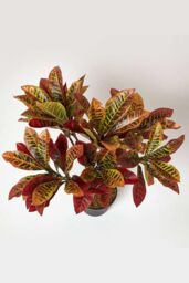 Homescapes Rushfoil' Artificial Croton Plant with Pot, 65 cm in Red - thumbnail 2