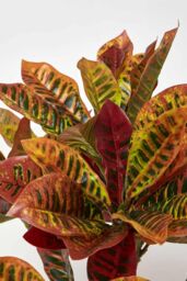 Homescapes Rushfoil' Artificial Croton Plant with Pot, 65 cm in Red - thumbnail 4