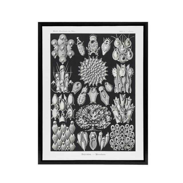 "Artery8 Bryozoa Aquatic invertebrates Haeckel Botanical Framed Canvas Wall Art in Black - Size: W24"" x H32""" - image 1