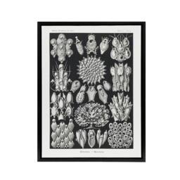 "Artery8 Bryozoa Aquatic invertebrates Haeckel Botanical Framed Canvas Wall Art in Black - Size: W24"" x H32""" - thumbnail 1