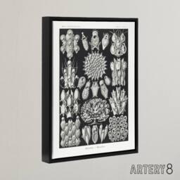 "Artery8 Bryozoa Aquatic invertebrates Haeckel Botanical Framed Canvas Wall Art in Black - Size: W24"" x H32""" - thumbnail 2