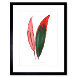 "Artery8 Wall Art Print Leaf Dracaena Ferrea Versicolor Art Framed 9x7 inch in Black - Size: W7"" x H9""" - thumbnail 1