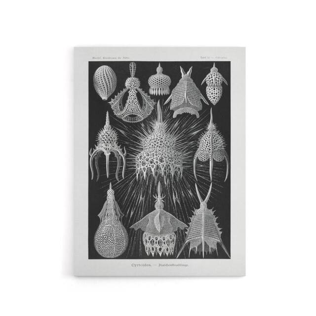 "Artery8 Marine Microorganisms Haeckel Botanical Canvas Wall Art in Black - Size: W18"" x H24""" - image 1