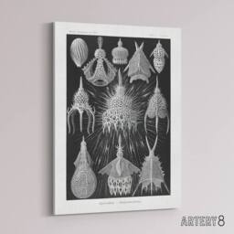 "Artery8 Marine Microorganisms Haeckel Botanical Canvas Wall Art in Black - Size: W18"" x H24""" - thumbnail 2