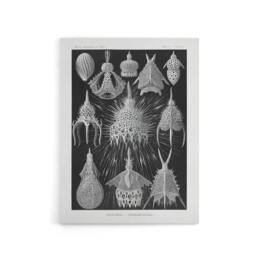 "Artery8 Marine Microorganisms Haeckel Botanical Canvas Wall Art in Black - Size: W18"" x H24""" - thumbnail 1