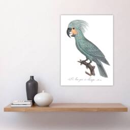 "Artery8 The Palm Cockatoo Parrot Francois Levaillant Wall Art Poster Print in White - Size: W12"" x H16""" - thumbnail 4