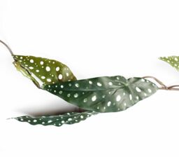 Leaf 110cm Artificial Trailing Hanging Begonia Maculata Spotted Plant Realistic in Green - thumbnail 2