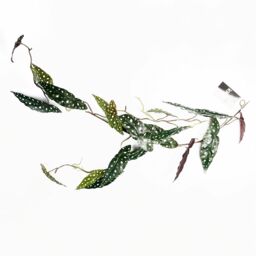 Leaf 110cm Artificial Trailing Hanging Begonia Maculata Spotted Plant Realistic in Green - thumbnail 1