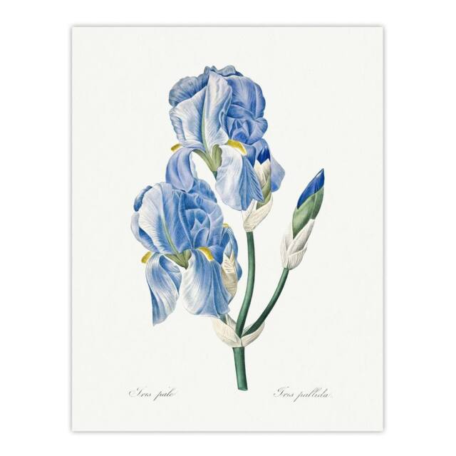 "Artery8 Iris Pallida Botanical Redoute Vintage Wall Art Print Poster in White - Size: W18"" x H24""" - image 1