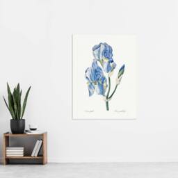 "Artery8 Iris Pallida Botanical Redoute Vintage Wall Art Print Poster in White - Size: W18"" x H24""" - thumbnail 4