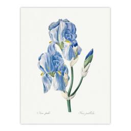 "Artery8 Iris Pallida Botanical Redoute Vintage Wall Art Print Poster in White - Size: W18"" x H24""" - thumbnail 1