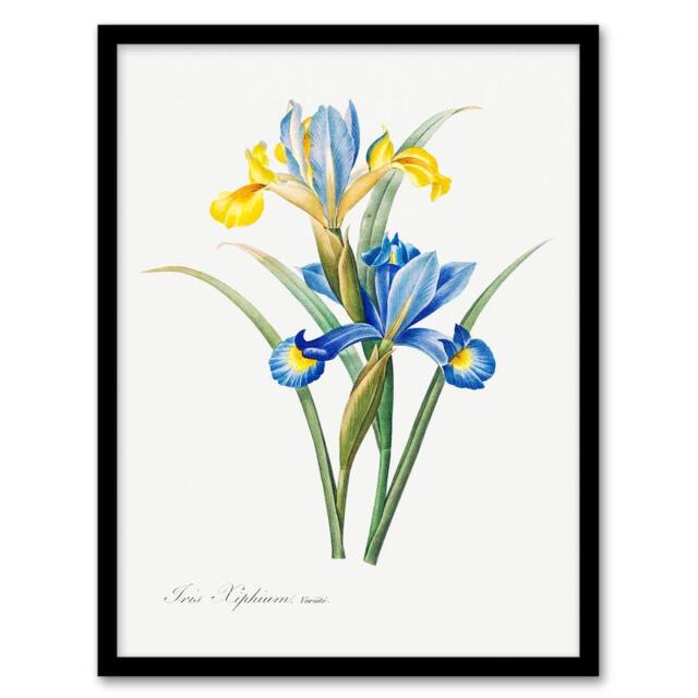 Artery8 Redoute Framed Wall Art Spanish iris Vintage Botanical Illustration in White - Size: A4 - image 1