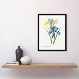 Artery8 Redoute Framed Wall Art Spanish iris Vintage Botanical Illustration in White - Size: A4 - thumbnail 2