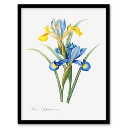 Artery8 Redoute Framed Wall Art Spanish iris Vintage Botanical Illustration in White - Size: A4 - thumbnail 1
