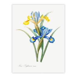 Artery8 Redoute Framed Wall Art Spanish iris Vintage Botanical Illustration in White - Size: A4 - thumbnail 3