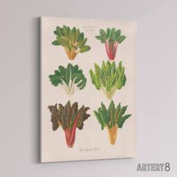 "Artery8 Beet or Swiss Chard Vegetables Ernst Benary Canvas Wall Art Print in White - Size: W12"" x H16""" - thumbnail 2