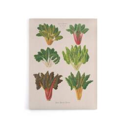 "Artery8 Beet or Swiss Chard Vegetables Ernst Benary Canvas Wall Art Print in White - Size: W12"" x H16""" - thumbnail 1