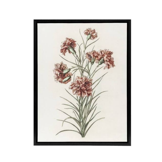 "Artery8 Six Carnations Vintage Illustration Teyler Black Framed Canvas Art in White - Size: W12"" x H16""" - image 1