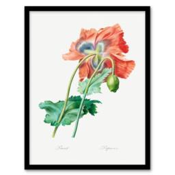 Artery8 Redoute Framed Wall Art Poppy Flower Vintage Botanical Illustration in White - Size: A4 - thumbnail 1