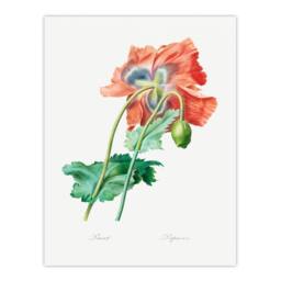 Artery8 Redoute Framed Wall Art Poppy Flower Vintage Botanical Illustration in White - Size: A4 - thumbnail 3