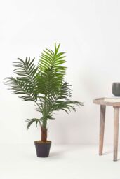 Homescapes Green Mini Palm Tree Artificial Plant with Pot, 70 cm - thumbnail 6