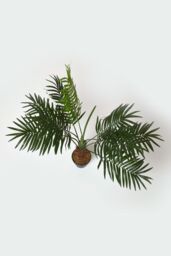 Homescapes Green Mini Palm Tree Artificial Plant with Pot, 70 cm - thumbnail 2