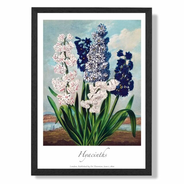 ARTZE Vintage Floral Exhibition - Hyacinth Flowers Framed Print SIZE: A2 with Black Frame in Green - Size: A4 - image 1