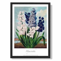 ARTZE Vintage Floral Exhibition - Hyacinth Flowers Framed Print SIZE: A2 with Black Frame in Green - Size: A4