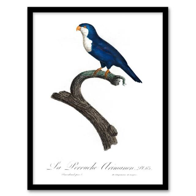 Artery8 Francois Levaillant Framed Wall Art The Arimanon Parakeet Parrot in White - Size: A4 - image 1
