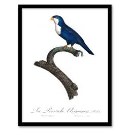 Artery8 Francois Levaillant Framed Wall Art The Arimanon Parakeet Parrot in White - Size: A4 - thumbnail 1