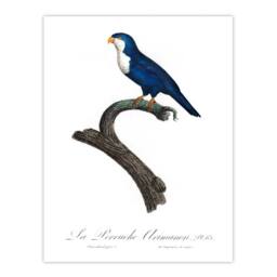 Artery8 Francois Levaillant Framed Wall Art The Arimanon Parakeet Parrot in White - Size: A4 - thumbnail 3