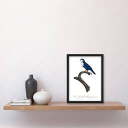 Artery8 Francois Levaillant Framed Wall Art The Arimanon Parakeet Parrot in White - Size: A4 - thumbnail 2