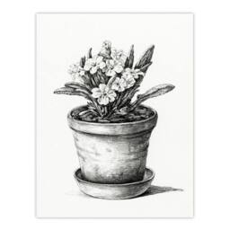 Artery8 Jean Bernard Framed Wall Art Potted Flowering Plant Pencil Drawing in White - Size: A4 - thumbnail 3