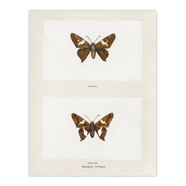 "Artery8 Silver Spotted Skipper Butterfly Denton Wall Art Poster Print in White - Size: W12"" x H16""" - image 1