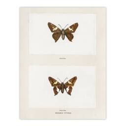 "Artery8 Silver Spotted Skipper Butterfly Denton Wall Art Poster Print in White - Size: W12"" x H16""" - thumbnail 1