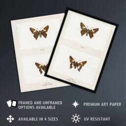 "Artery8 Silver Spotted Skipper Butterfly Denton Wall Art Poster Print in White - Size: W12"" x H16""" - thumbnail 2