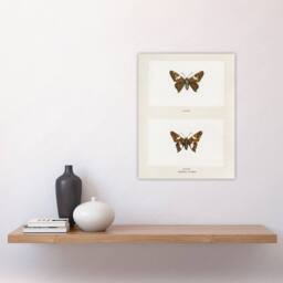 "Artery8 Silver Spotted Skipper Butterfly Denton Wall Art Poster Print in White - Size: W12"" x H16""" - thumbnail 4