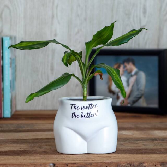 Boxer Gifts The Wetter, The Better' Put Some Plants On in White - image 1