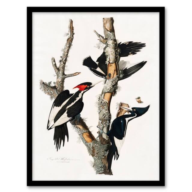 Artery8 John James Audubon Framed Wall Art Print Ivory Billed Woodpecker in White - Size: A4 - image 1