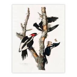 Artery8 John James Audubon Framed Wall Art Print Ivory Billed Woodpecker in White - Size: A4 - thumbnail 3